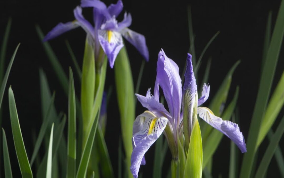 blue flag iris